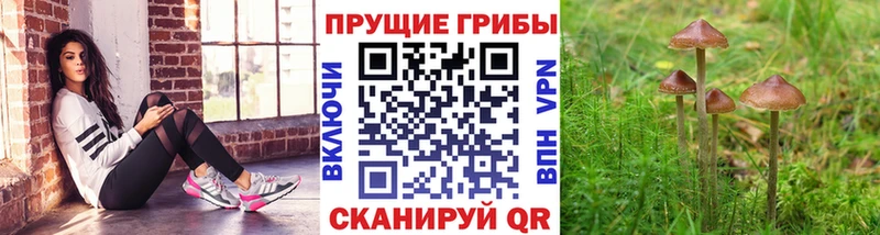 Псилоцибиновые грибы Magic Shrooms  Сураж 
